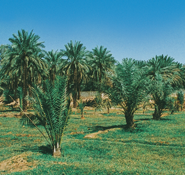 رغبة الطبيعية
